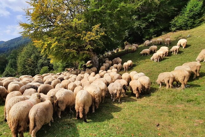 Private Full-Day Hiking Tour in Piatra Craiului National Park - Cabana Curmătura: the meadow junction stop you’ll be glad you planned