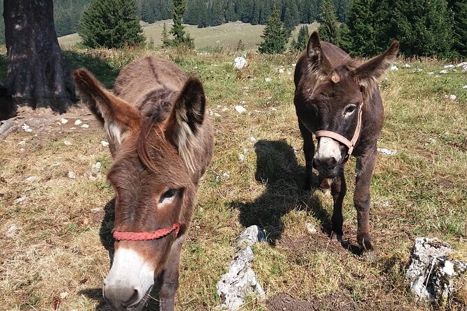 Private Full-Day Hiking Tour in Piatra Craiului National Park - English guide, group discounts, and how the private format affects value