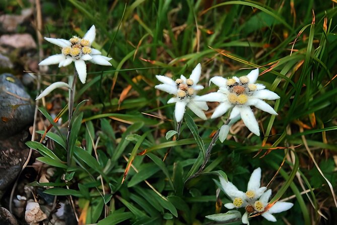 Private Hiking to Bucegi Natural Park from Brasov - Top plateau time around 3:30 pm, with views and wildlife watching