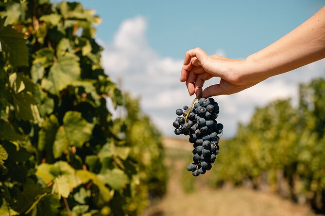 Private Tasting Expedition Along Romania’s Most Famous Wine Route - Tips to get more from your Dealu Mare tasting day