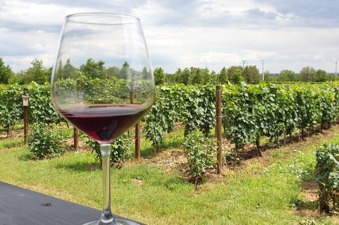 Private Wine Tasting in Cellar and the Winemaking process - Price and Value: $160.75 Plus Tastings and Food
