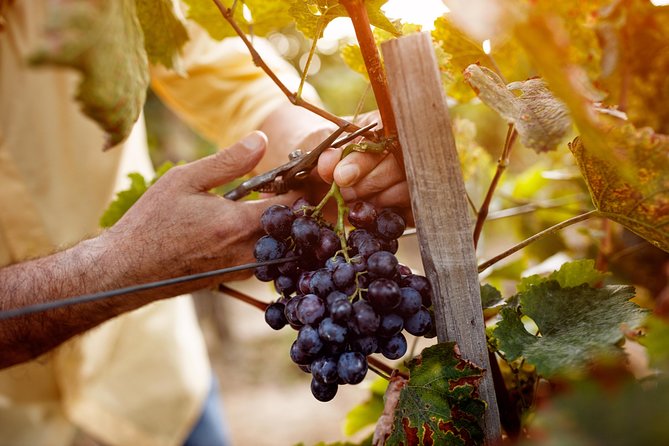 Romanian Wine Tasting - Over 10 Types of Wine, Two Sessions, Plus Snacks