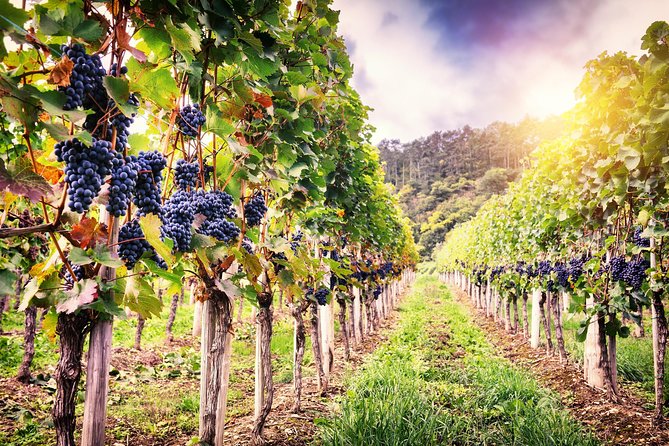 Romanian Wine Tasting - Stop 1 at LacertA Winery: Wine History and How It’s Made