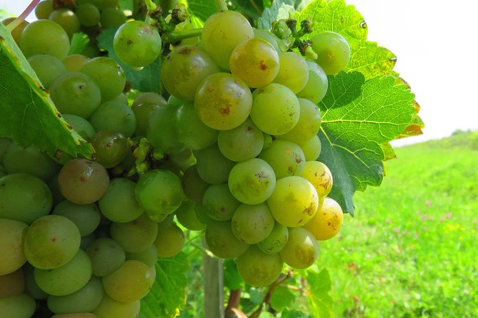 The wine route by bike - Stop 2, Rotenberg Winery: a gravitational winery in Dealu Mare