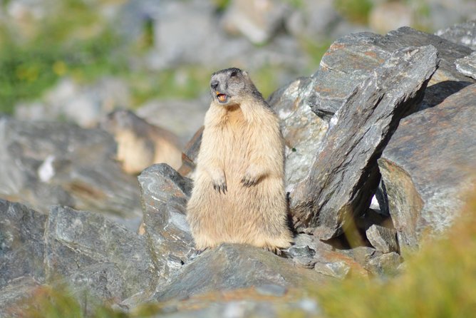 Transfagarasan, Vidraru and Poenari Fortress Tour from Sibiu - Stop 1, Le Lac Balea: a 2,000-meter viewpoint for road drama