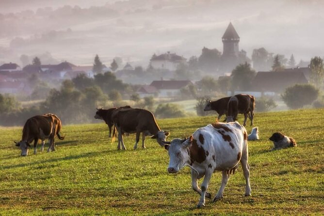 Transfer Bucharest -Brasov with Targoviste and Bran Castle visits - Bran Castle on a Hilltop: Dracula’s Castle and the Fortress Feel