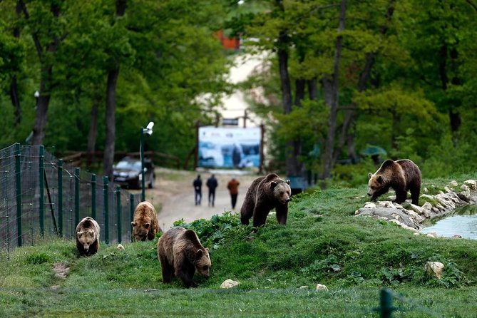 Transylvania with Dracula Castle, Bear Sanctuary and Brasov - A long day worth it, if you pack for it