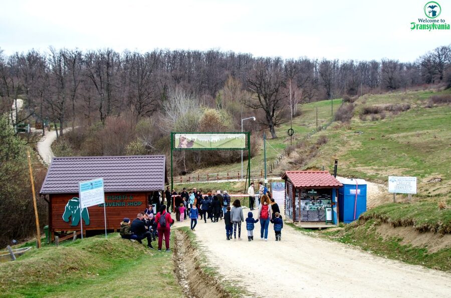Visit Bear Sanctuary and Bran Castle from Brasov - LiBEARty Bear Sanctuary: the 75 minutes you’ll remember