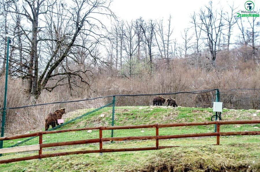 Visit Bear Sanctuary and Bran Castle from Brasov - The drive between stops: where the guide earns their tip