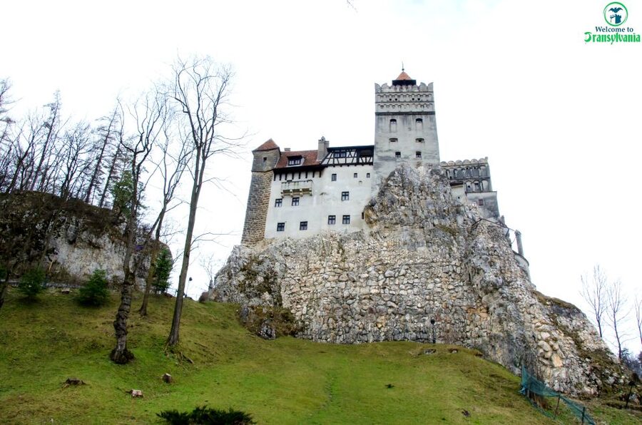 Visit Bear Sanctuary and Bran Castle from Brasov - Who this tour suits best (and who should think twice)