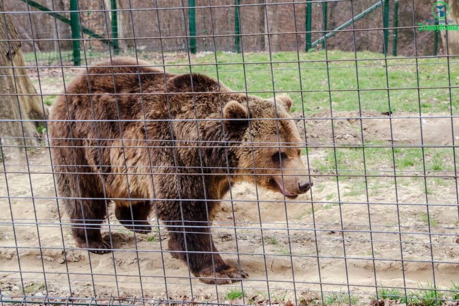 Visit Bear Sanctuary and Bran Castle from Brasov - The smart way to prepare so you enjoy the full day