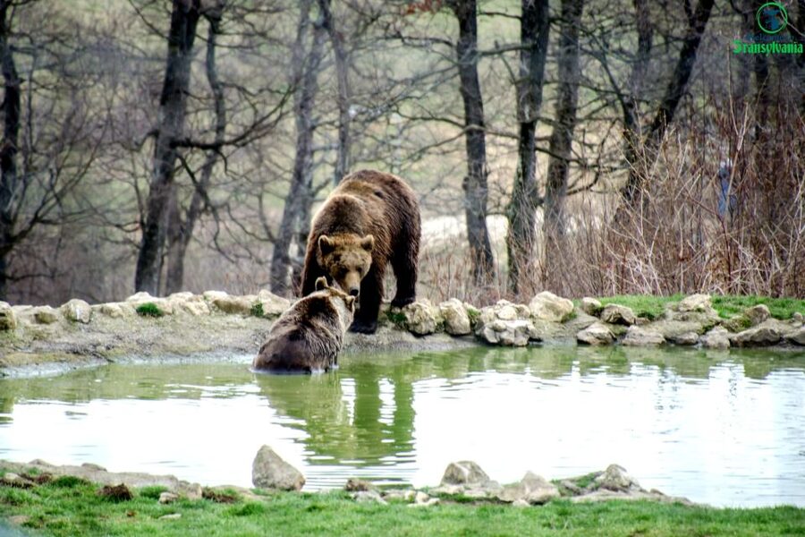 Visit Bear Sanctuary and Bran Castle from Brasov - Should you book this one-day Bran and bear trip from Brasov?